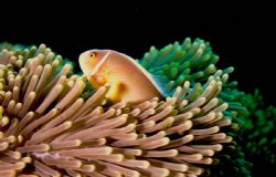 Pink Anemonefish taken in Manado, North Sulawesi. I used ... by Tracey Billington 